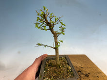 Load image into Gallery viewer, Chinese Hackberry, Celtis 005