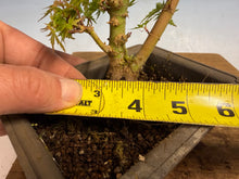 Load image into Gallery viewer, Kotohime Japanese Maple-016