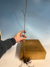 Load image into Gallery viewer, Chinese Elm, Ulmus Parvifloria, 3-4 year, Cut Back