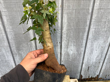 Load image into Gallery viewer, Trident Maple #21