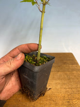 Load image into Gallery viewer, Japanese Maple