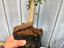 Load image into Gallery viewer, Trident Maple #16