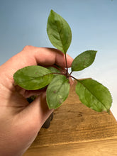 Load image into Gallery viewer, Japanese Flowering Crabapple