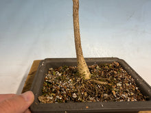 Load image into Gallery viewer, Japanese Wisteria 006