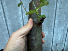 Load image into Gallery viewer, Chinese Quince #1