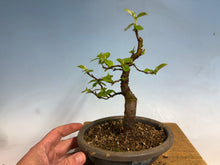 Load image into Gallery viewer, Chinese Quince 010