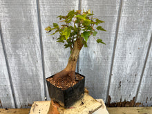Load image into Gallery viewer, Trident Maple #17
