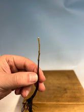 Load image into Gallery viewer, Japanese Persimmon-Bare Root