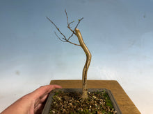Load image into Gallery viewer, Japanese Crepe Myrtle-001