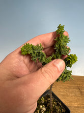 Load image into Gallery viewer, Sekka Hinoki Cypress