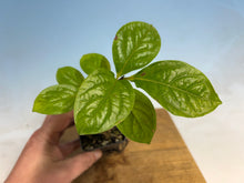 Load image into Gallery viewer, Japanese Persimmon