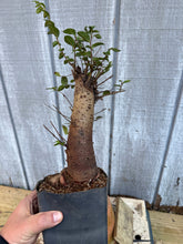 Load image into Gallery viewer, Chinese Elm #2