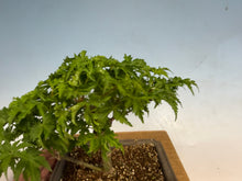 Load image into Gallery viewer, Shishigashira Japanese Maple 018