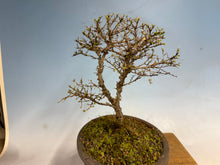 Load image into Gallery viewer, Chinese Elm var. Yatsabusa Cork Bark