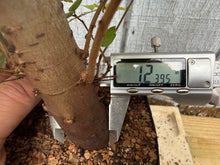 Load image into Gallery viewer, Zelkova, Japanese Grey Bark Elm #8