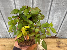 Load image into Gallery viewer, Zelkova, Japanese Grey Bark Elm #8