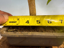 Load image into Gallery viewer, Trident Maple 012