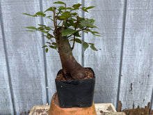 Load image into Gallery viewer, Zelkova, Japanese Grey Bark Elm #19