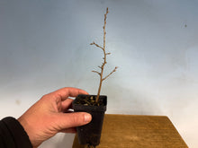 Load image into Gallery viewer, Princess Persimmon-Large