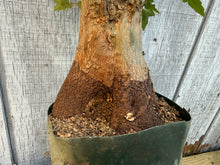 Load image into Gallery viewer, Trident Maple #38
