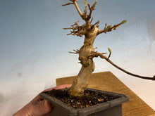 Load image into Gallery viewer, Trident Maple 001