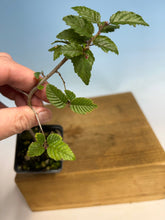 Load image into Gallery viewer, Korean Hornbeam