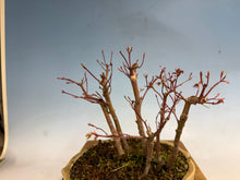 Load image into Gallery viewer, Japanese Maple Forest-Koyo pot-001