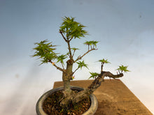 Load image into Gallery viewer, Kotohime Japanese Maple-007 Var. Dwarf Goshiki