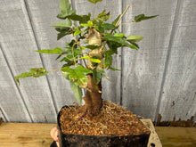 Load image into Gallery viewer, Trident Maple #14