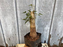 Load image into Gallery viewer, Trident Maple #12