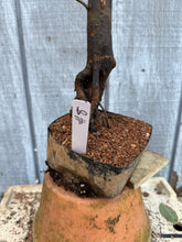 Load image into Gallery viewer, Chinese Quince #8
