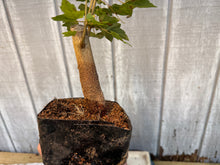 Load image into Gallery viewer, Trident Maple #20