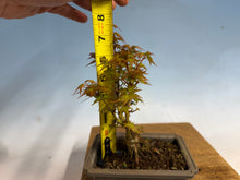 Load image into Gallery viewer, Kotohime Japanese Maple-009