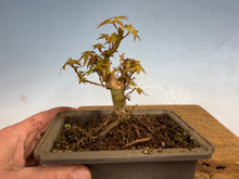Load image into Gallery viewer, Kotohime Japanese Maple-011