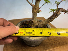 Load image into Gallery viewer, Kotohime Japanese Maple-007 Var. Dwarf Goshiki