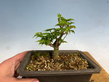 Load image into Gallery viewer, Shishigashira Japanese Maple 008