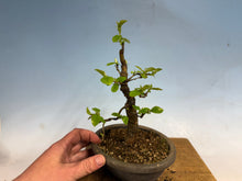 Load image into Gallery viewer, Chinese Quince 010