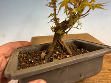 Load image into Gallery viewer, Kotohime Japanese Maple-009