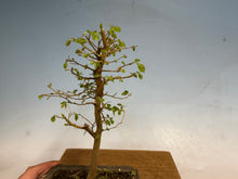 Load image into Gallery viewer, Chinese Hackberry, Celtis 004