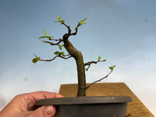 Load image into Gallery viewer, Chinese Quince 008