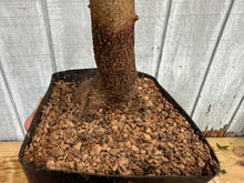 Load image into Gallery viewer, Trident Maple #33