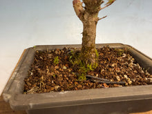Load image into Gallery viewer, Kotohime Japanese Maple-004