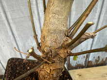 Load image into Gallery viewer, Trident Maple #10