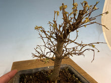Load image into Gallery viewer, Zelkova, Japanese Grey Bark Elm 006