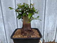 Load image into Gallery viewer, Zelkova, Japanese Grey Bark Elm #17