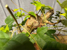 Load image into Gallery viewer, Trident Maple #14