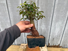Load image into Gallery viewer, Zelkova, Japanese Grey Bark Elm #11
