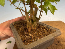 Load image into Gallery viewer, Trident Maple 015- Seedling Fushion Clump