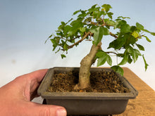 Load image into Gallery viewer, Trident Maple 017