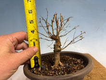 Load image into Gallery viewer, Zelkova, Japanese Import 002